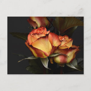 Carte Postale Rose jaune rouge