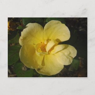 Carte Postale Rose jaune sauvage