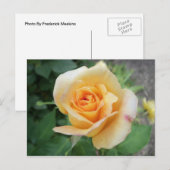 Carte Postale Rose jaune spirale (Devant / Derrière)