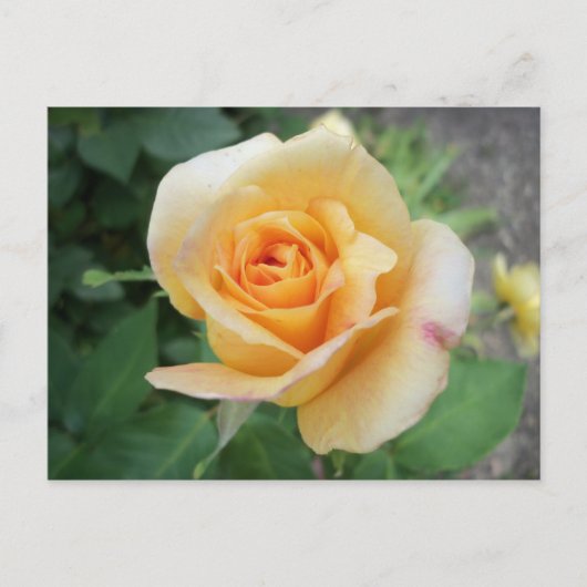 Carte Postale Rose jaune spirale (Devant)