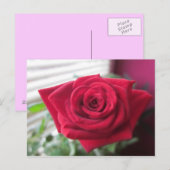 Carte Postale Rose Kleine (Devant / Derrière)