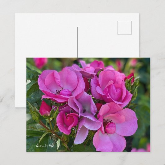 Carte Postale Rose lavande (Devant / Derrière)