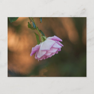 Carte Postale Rose le matin