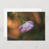 Carte Postale Rose le matin (Devant / Derrière)