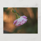 Carte Postale Rose le matin (Devant)