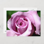 Carte Postale Rose Lilac (Devant / Derrière)