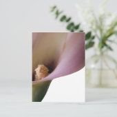 Carte postale Rose Lilly (Debout devant)