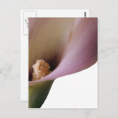 Carte postale Rose Lilly (Devant / Derrière)