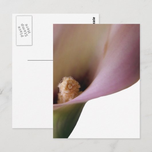 Carte postale Rose Lilly (Devant / Derrière)