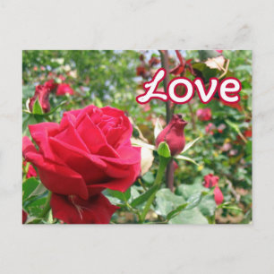 Carte postale Rose Love Note