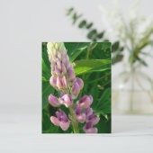 Carte Postale Rose Lupine (Debout devant)