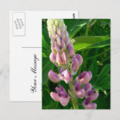 Carte Postale Rose Lupine (Devant / Derrière)