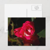 Carte postale rose magnifique Rose (Devant / Derrière)