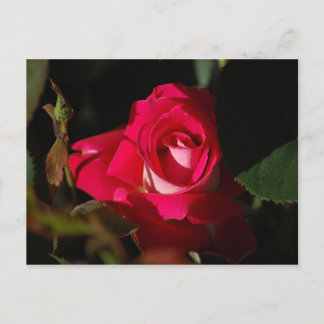 Carte postale rose magnifique Rose