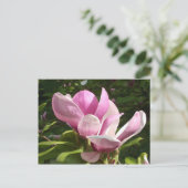 Carte postale rose Magnolia (Debout devant)