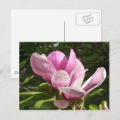Carte postale rose Magnolia (Devant / Derrière)