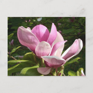 Carte postale rose Magnolia
