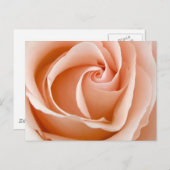 Carte Postale Rose mariage (Devant / Derrière)