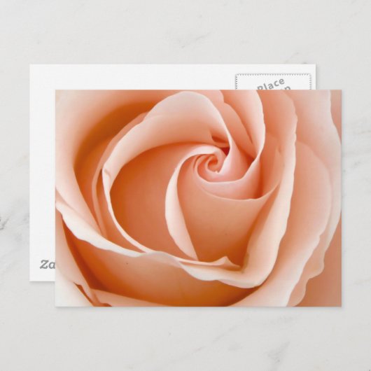 Carte Postale Rose mariage (Devant / Derrière)