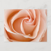 Carte Postale Rose mariage (Devant)