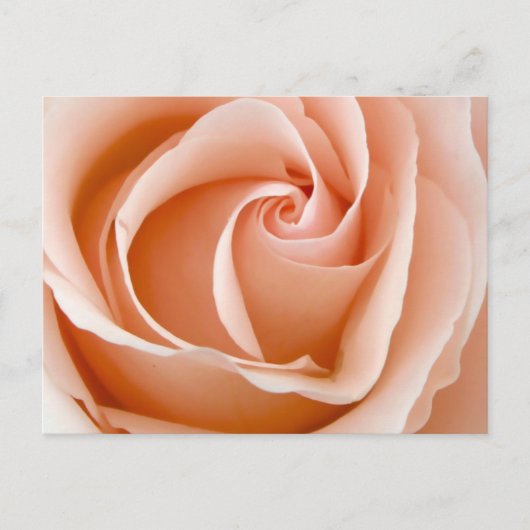 Carte Postale Rose mariage (Devant)