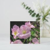 Carte postale rose mexicaine Primrose (Debout devant)