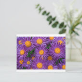 Carte Postale Rose Michaelmas Daisy (Debout devant)
