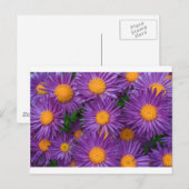 Carte Postale Rose Michaelmas Daisy (Devant / Derrière)