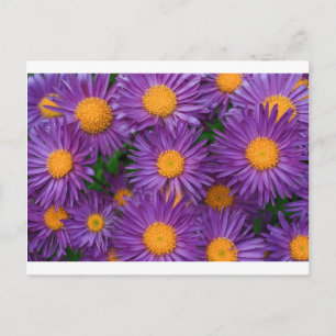 Carte Postale Rose Michaelmas Daisy