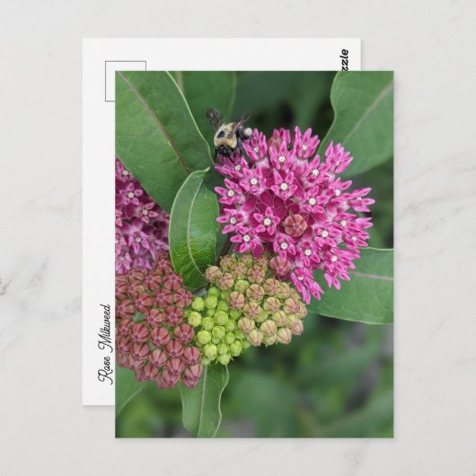 Carte postale rose Milkweed (Devant / Derrière)