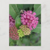 Carte postale rose Milkweed (Devant)