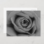 Carte postale Rose monochromatique (Devant / Derrière)