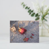 Carte postale Rose mort (couleur) (Debout devant)