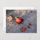 Carte postale Rose mort (couleur) (Devant / Derrière)