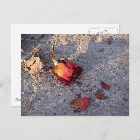 Carte postale Rose mort (couleur) (Devant / Derrière)
