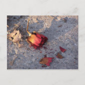 Carte postale Rose mort (couleur) (Devant)