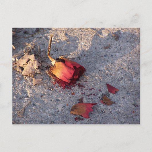 Carte postale Rose mort (couleur) (Devant)