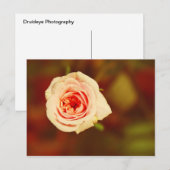 Carte Postale Rose muet (Devant / Derrière)