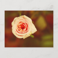 Rose muet