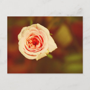 Carte Postale Rose muet