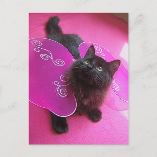 Carte Postale Rose n Purty (Devant)