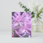 Carte postale rose Nerines (Debout devant)