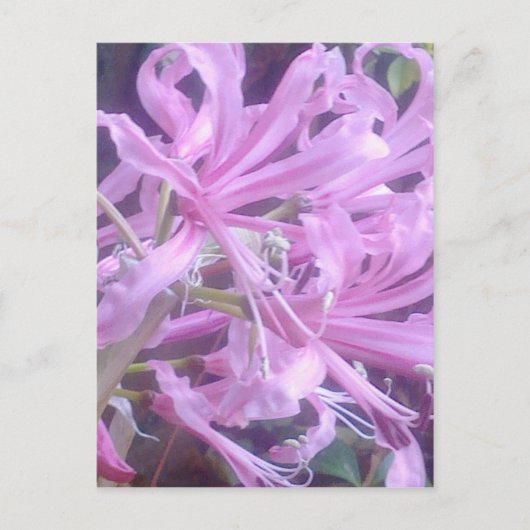 Carte postale rose Nerines (Devant)