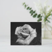 Carte Postale Rose noir et blanc (Debout devant)