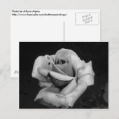 Carte Postale Rose noir et blanc (Devant / Derrière)