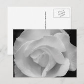 Carte Postale Rose noir et blanc (Devant / Derrière)