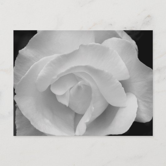 Carte Postale Rose noir et blanc (Devant)