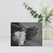 Carte Postale Rose noire et blanche (Debout devant)