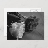 Carte Postale Rose noire et blanche (Devant / Derrière)