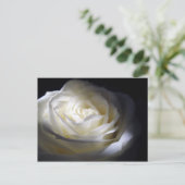 Carte Postale Rose noire et blanche (Debout devant)